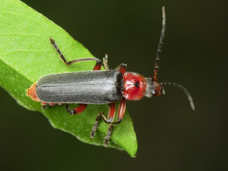 Cantharis rustica Fallen, 1807